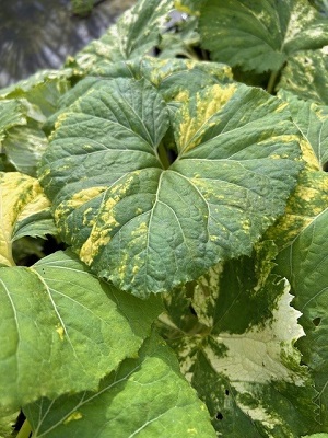 PETASITES japonica 'Variegatum'